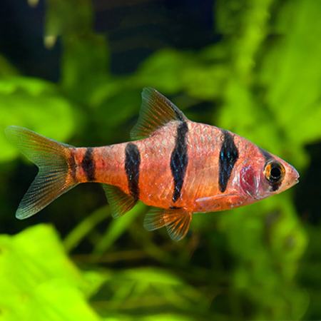 Brzanka pięciopręga